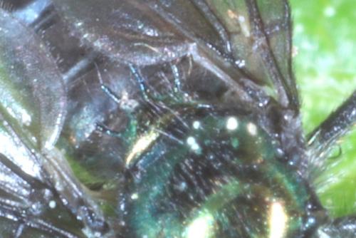 Actina chalybea